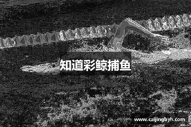 知道彩鲸捕鱼